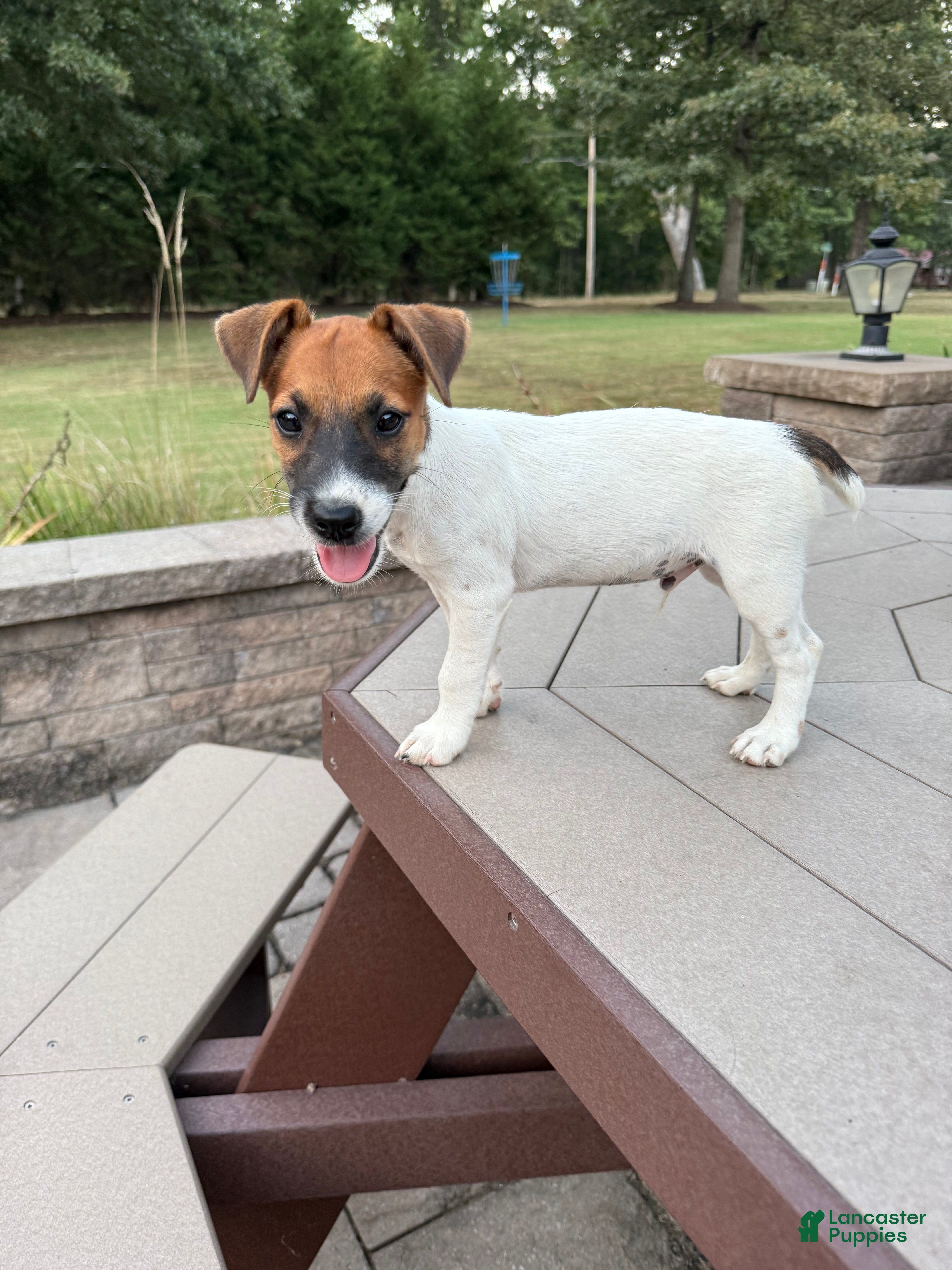 Jack Russell Terrier dogs UKC Zane - Ad 2