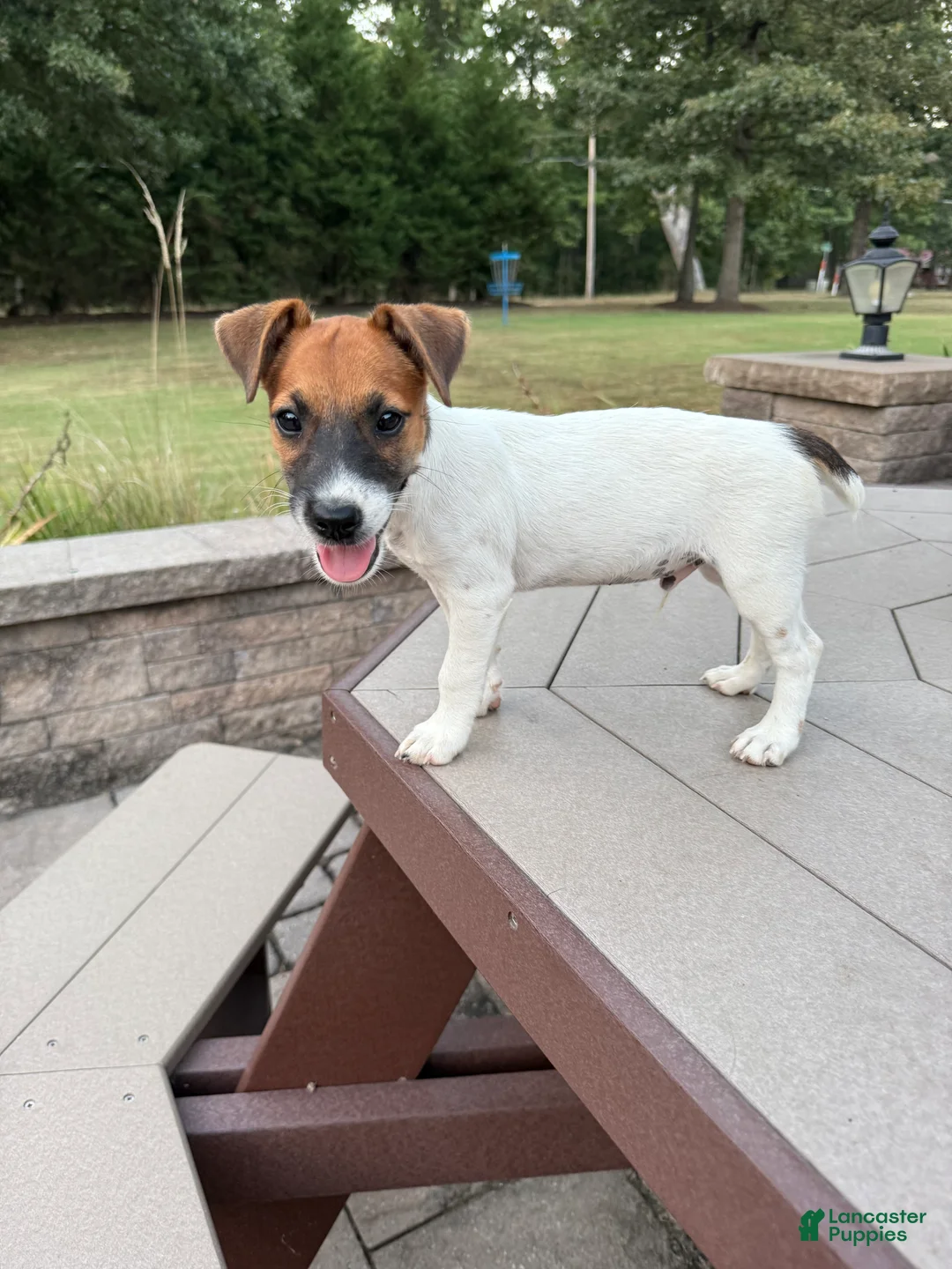 Jack Russell Terrier dogs for sale: UKC Zane - Ad 2