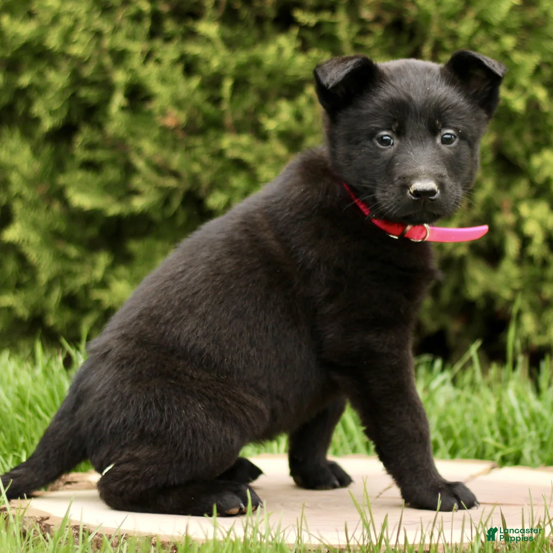 Belgian Malinois dogs for sale: Sydney  - Ad 2