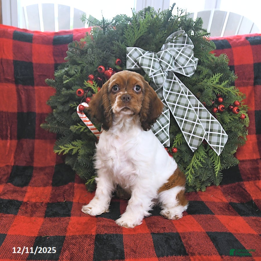 Cocker Spaniel dogs Max - Ad 19