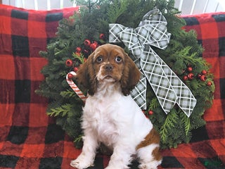 Cocker Spaniel dogs Max - Ad 6