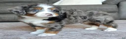 Mini Bernedoodle dogs for sale: Mini Maggie - Ad 14