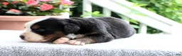 Bernese Mountain Dog dogs for sale: Kenny - Ad 4