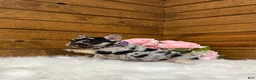 French Bulldog dogs for sale: Avery - Ad 3