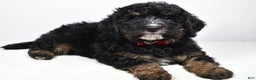 Mini Bernedoodle dogs for sale: Colby - Ad 1