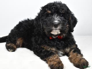 Mini Bernedoodle dogs Colby - Ad 23