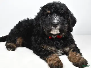 Mini Bernedoodle dogs Colby - Ad 38