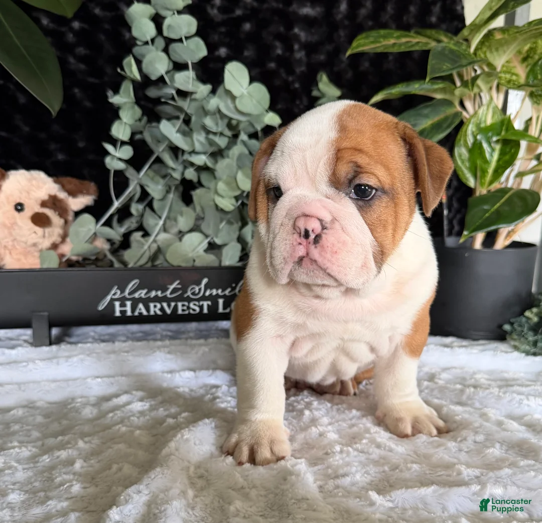 English Bulldog dogs for sale: Jake - Ad 4