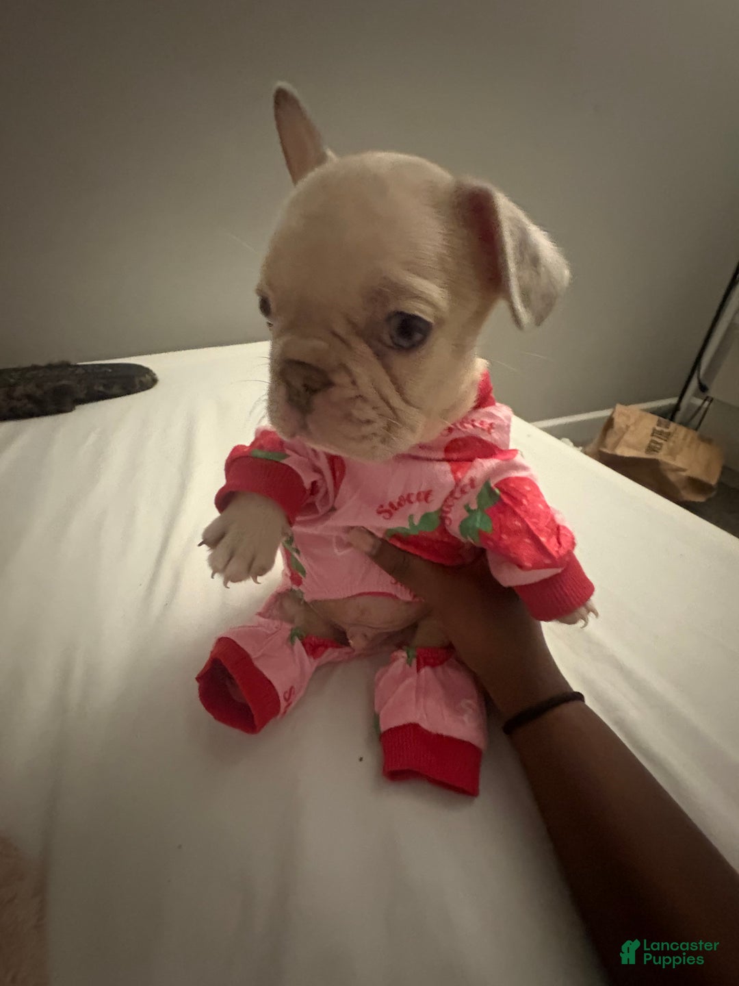 French Bulldog dogs for sale: bambi  - Ad 1
