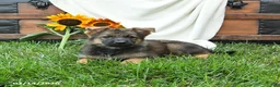 German Shepherd dogs for sale: Orchid - Ad 4