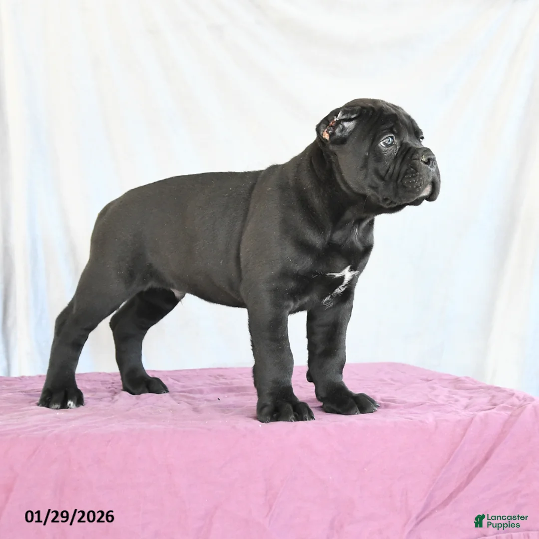 Cane Corso dogs for sale: Marco - Ad 5