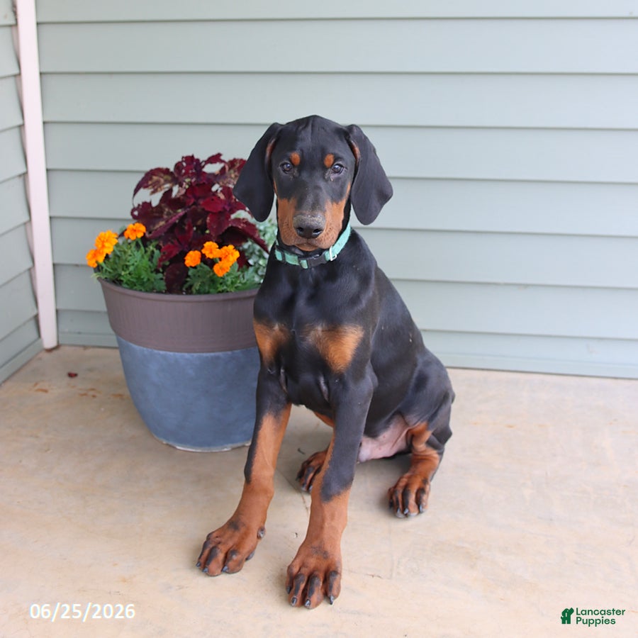 Doberman Pinscher dogs Wrangler - Ad 1