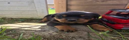 Rottweiler dogs for sale: Buck - Ad 2