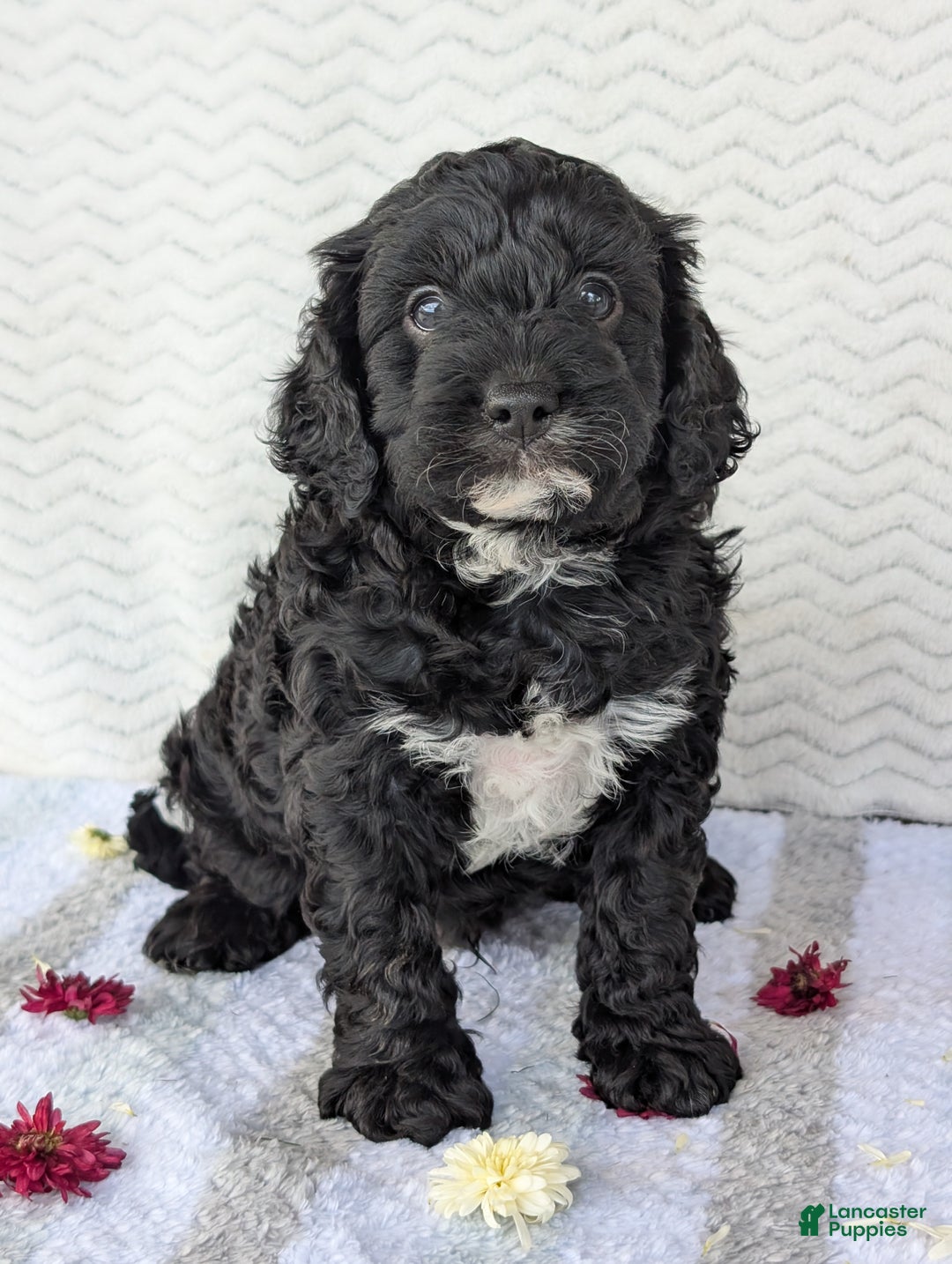 Cavapoo dogs for sale: Bodie - Ad 8