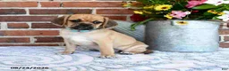 Puggle dogs for sale: Saloma - Ad 3