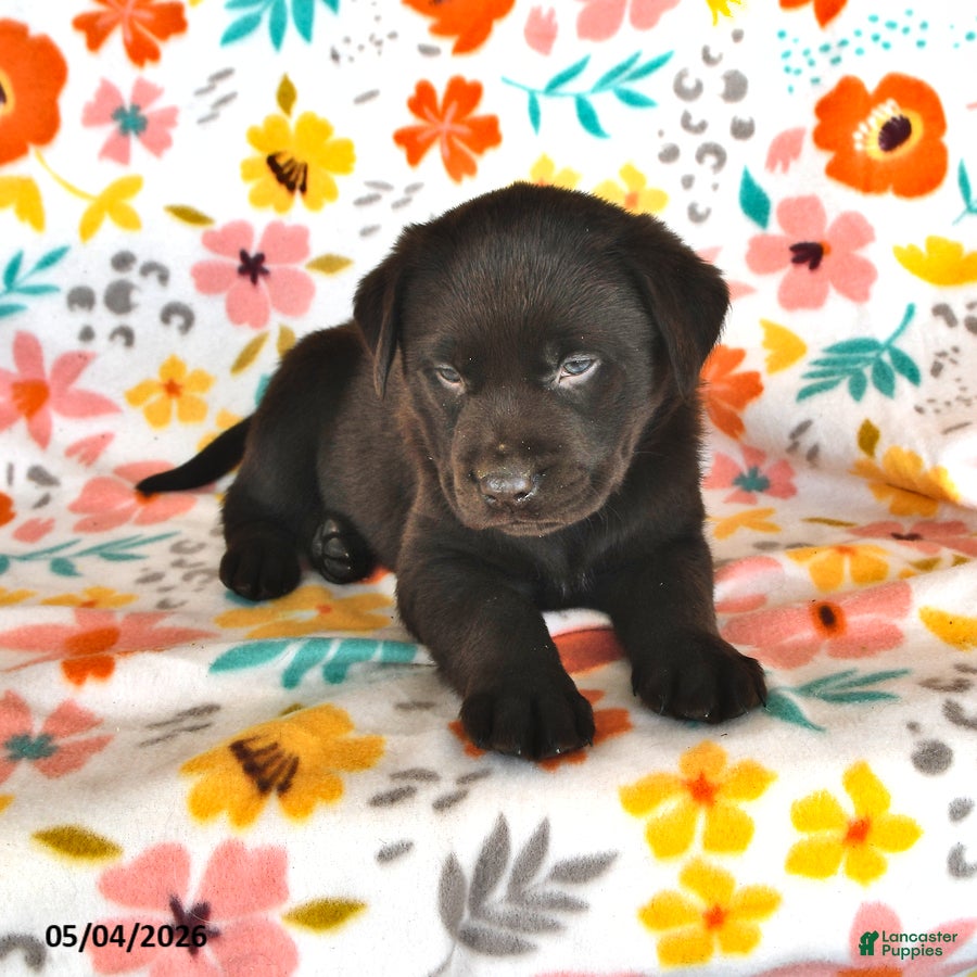 Labrador Retriever dogs Tulip - Ad 2