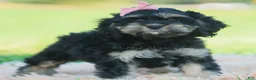 Cavapoo dogs for sale: Jennie - Ad 3