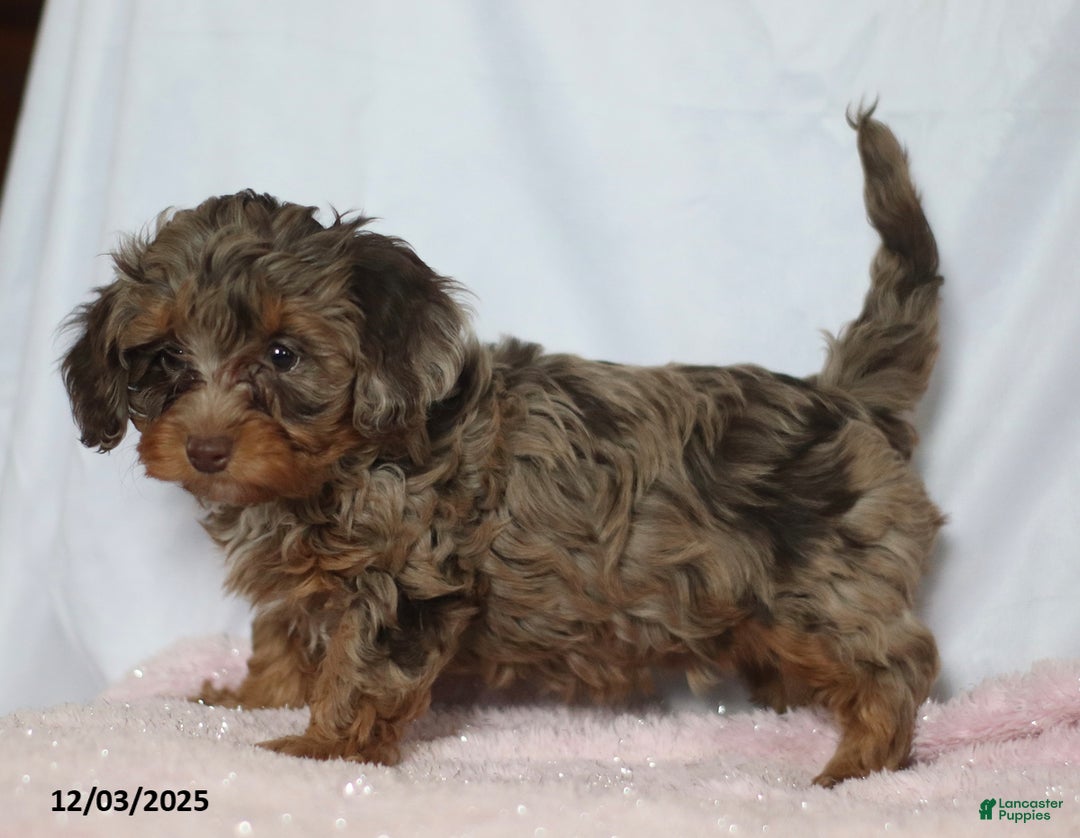 Doxiepoo dogs for sale: George - Ad 4