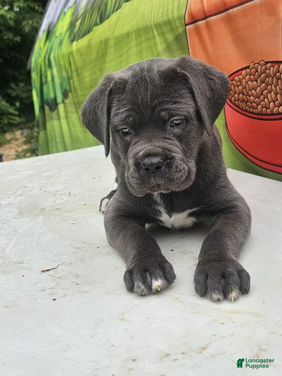 Cane Corso dogs for sale: MOCHA - Ad 1