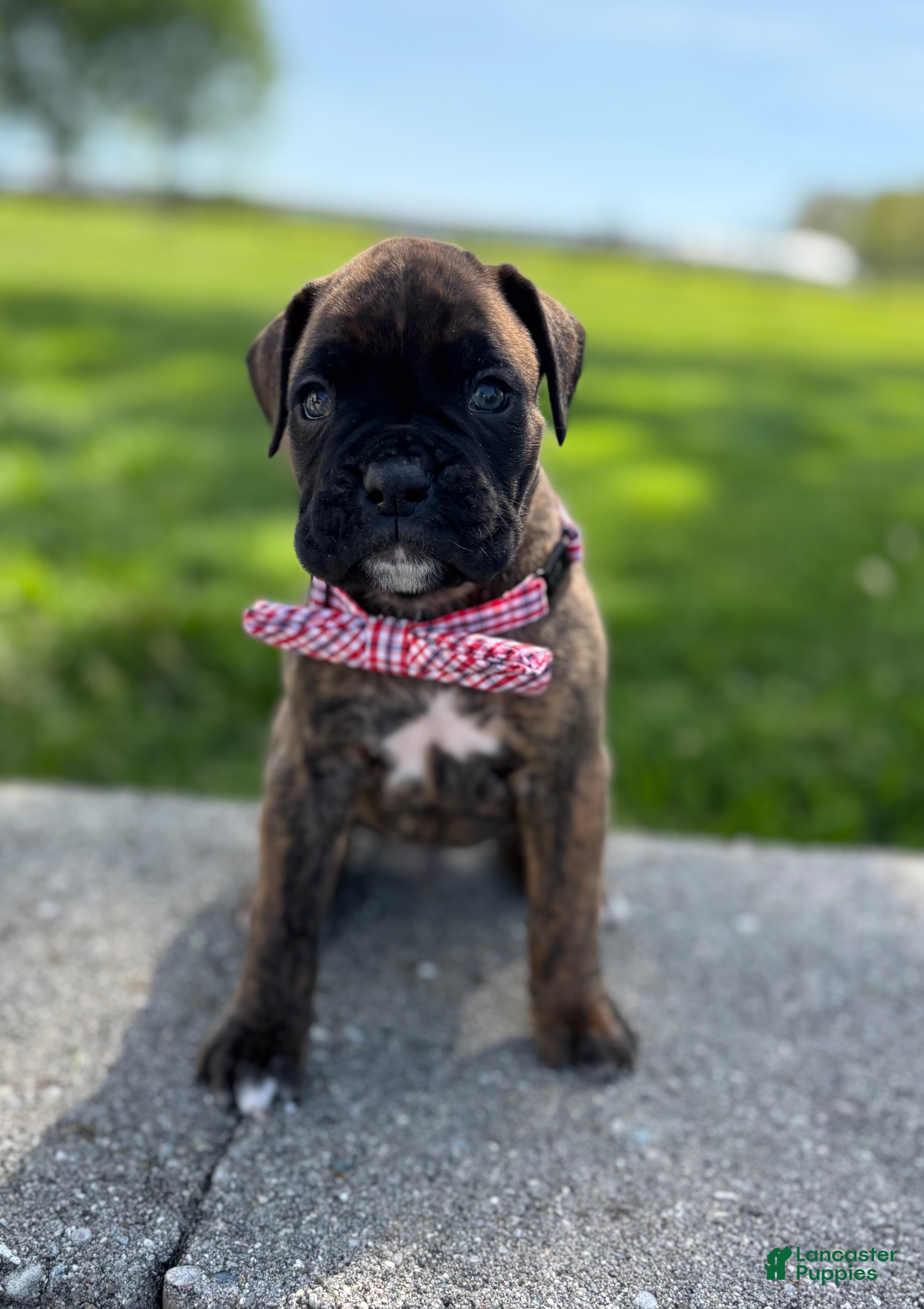 Boxer dogs Alex - Ad 1