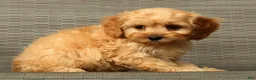 Cockapoo dogs for sale: Pumpkin - Ad 7