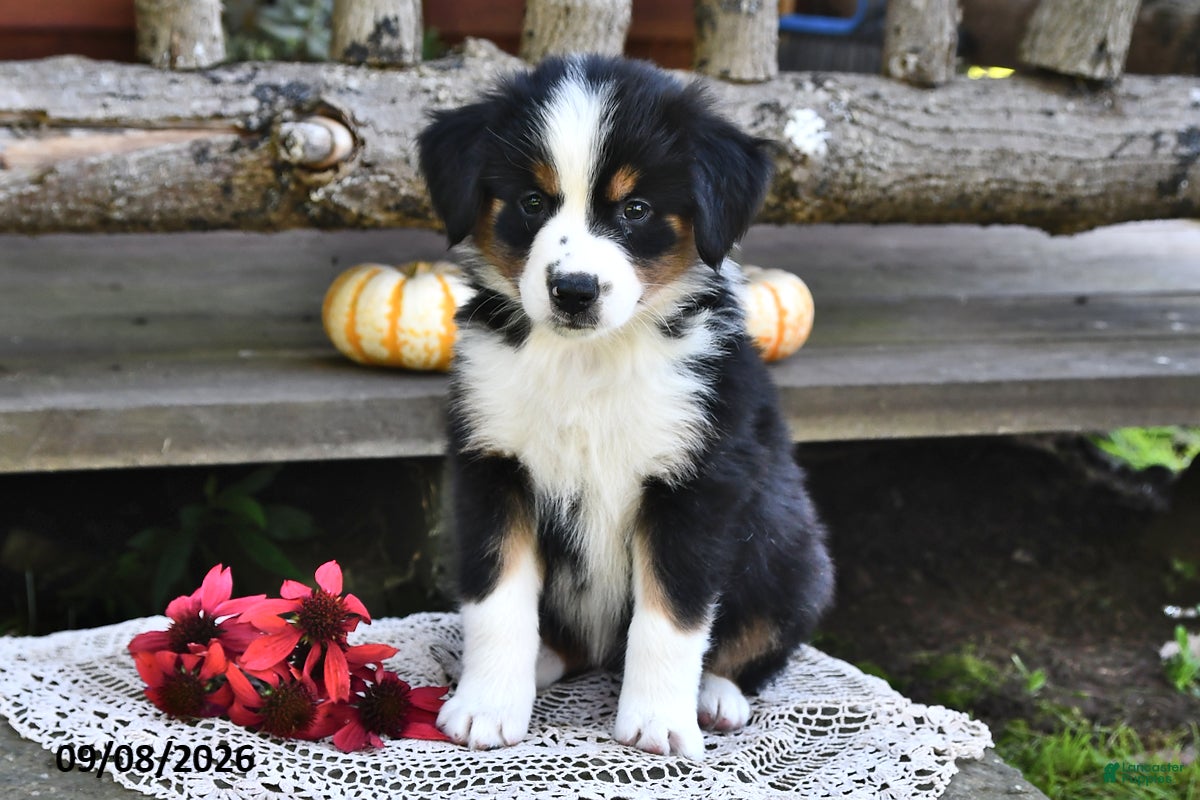 Mixed Breed dogs Roxie - Ad 2