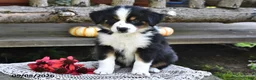 Mixed Breed dogs for sale: Roxie - Ad 2