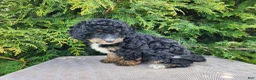 Mini Bernedoodle dogs for sale: Karly - Ad 13