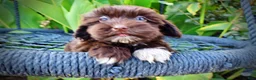 Havapoo dogs for sale: Kricket - Ad 4