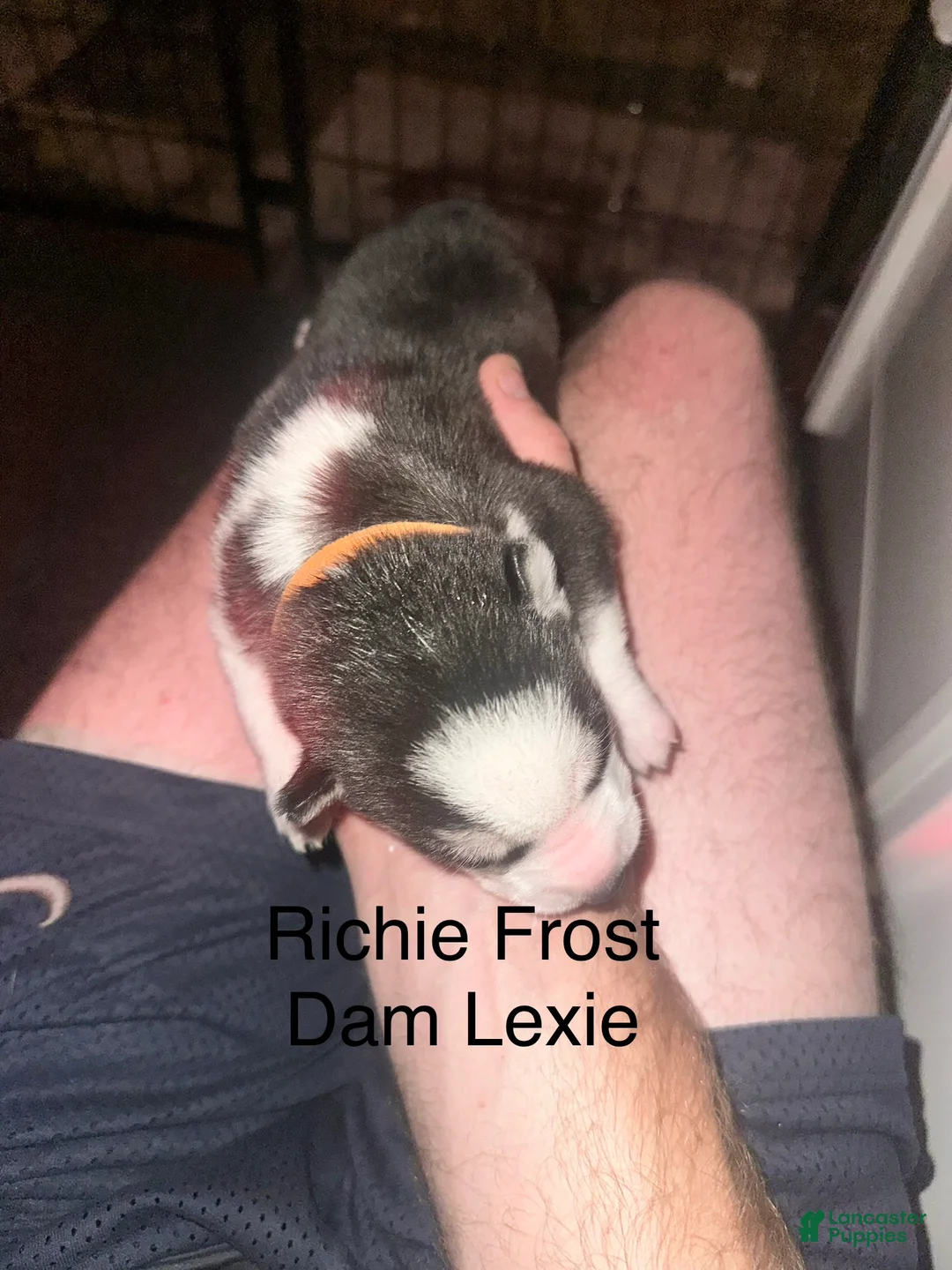 Siberian Husky dogs for sale: Richie Frost - Ad 2