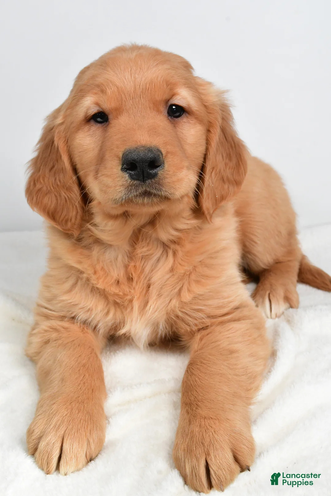 Golden Retriever dogs for sale: Anna - Ad 4