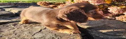 Miniature Dachshund dogs for sale: Dolly - Ad 7