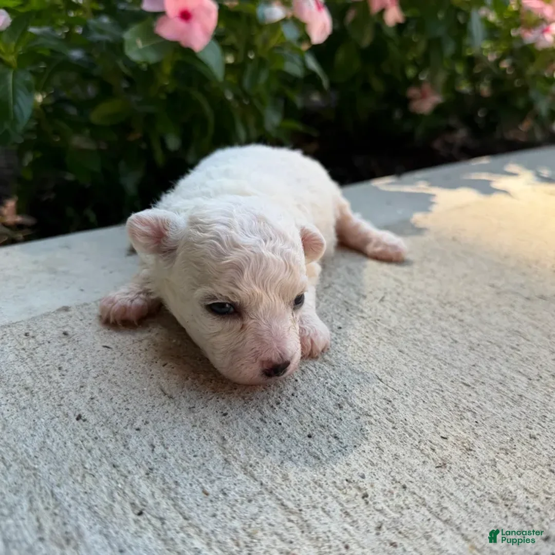 Bichon Frise dogs for sale: Molly - Ad 1