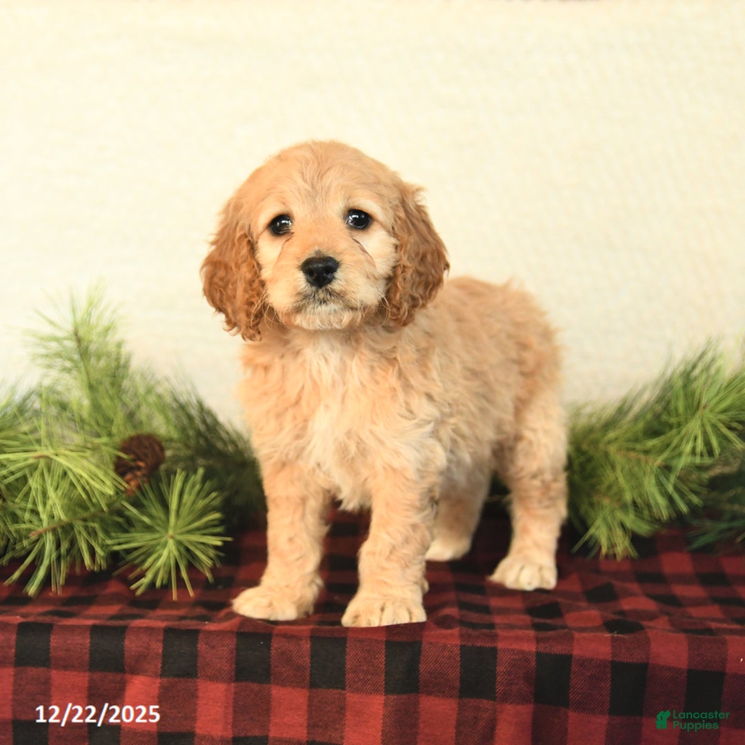 Cockapoo dogs for sale: Bailey - Ad 3