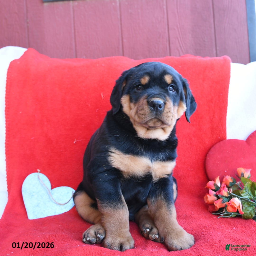 Rottweiler dogs for sale: Rocky - Ad 2