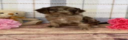 Miniature Labradoodle dogs for sale: Tillie - Ad 3