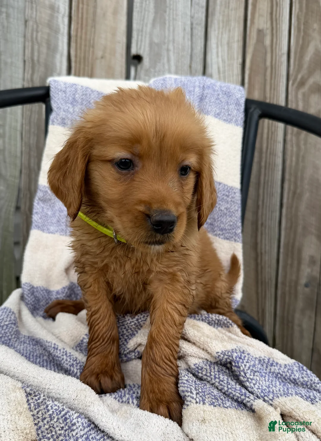Golden Retriever dogs for sale: Dixie - Ad 2