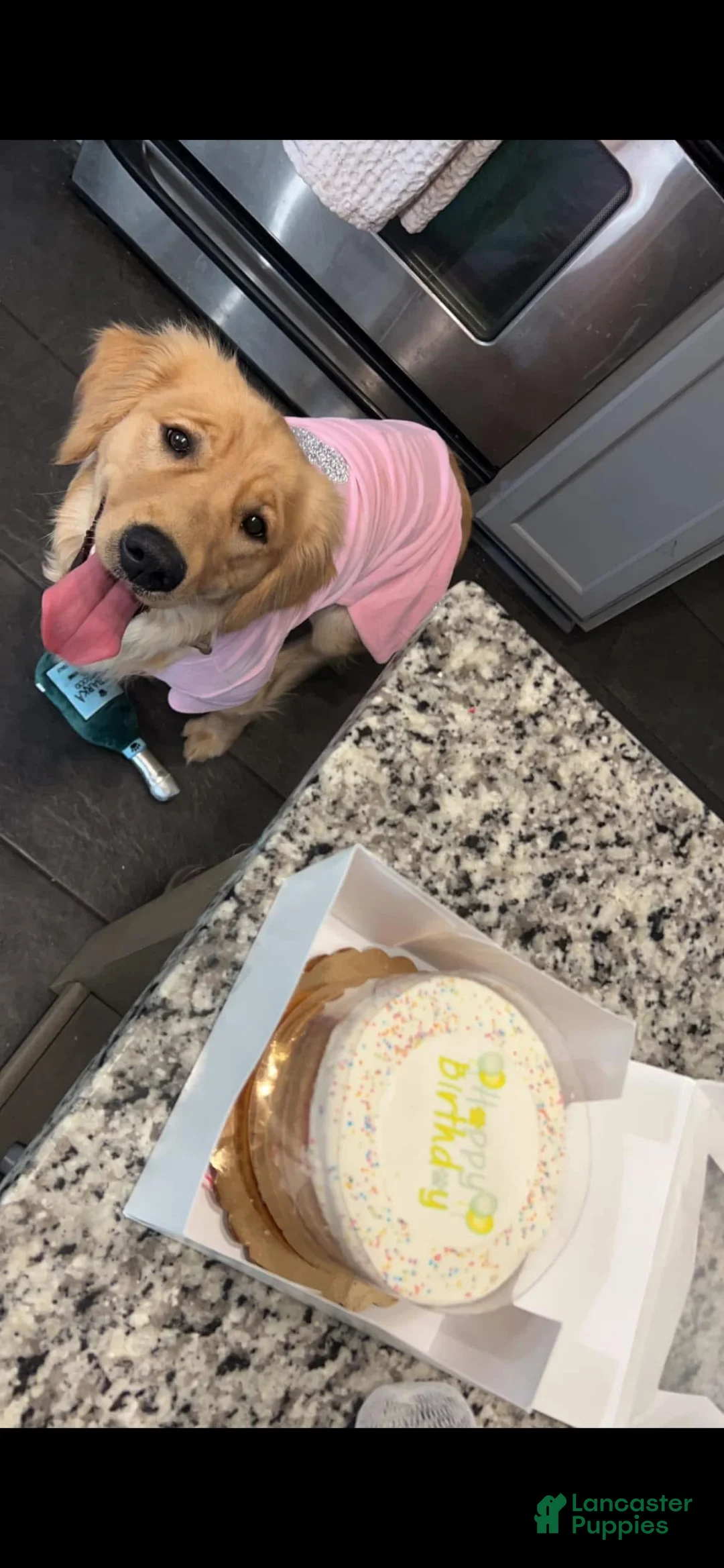 Golden Retriever dogs for sale: Golden Retriever Puppy 1 - Ad 6