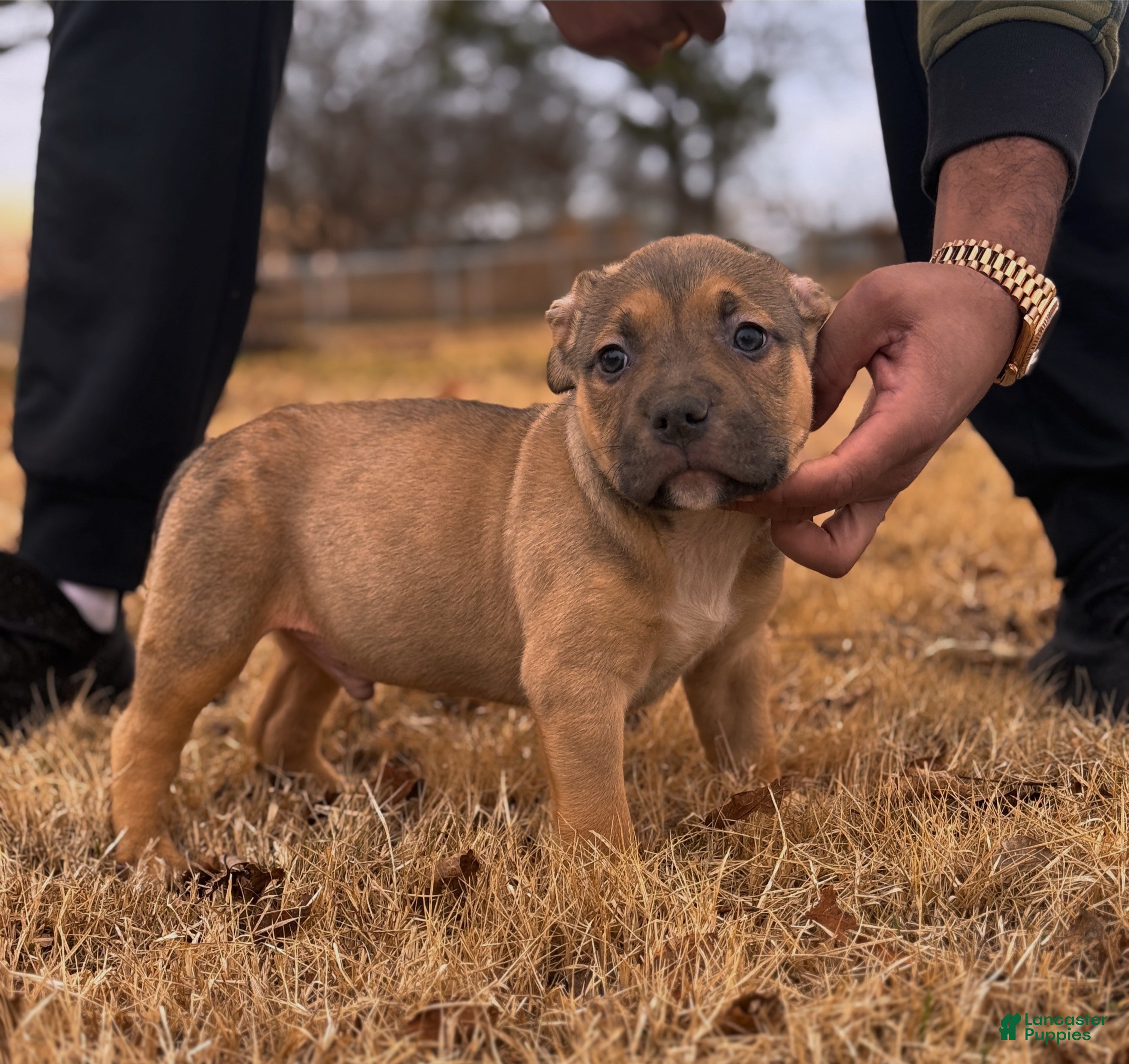 American Bully dogs for sale: Rocky  - Ad 3