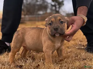 American Bully dogs Rocky - Ad 2