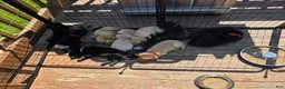 Labrador Retriever dogs for sale: Mario - Ad 10