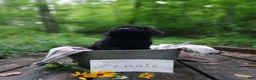 Irish Doodle dogs for sale: Dolly - Ad 4