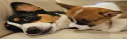 Mixed Breed dogs for sale: Callisto - Ad 19