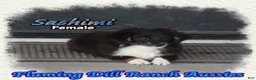 Toy Australian Shepherd dogs for sale: Sashimi - Ad 4
