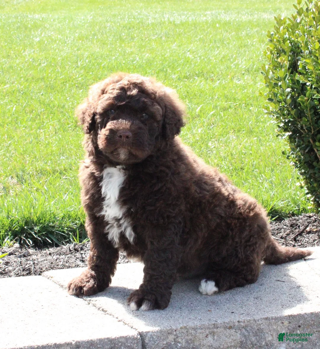 Portuguese Water Dog dogs for sale: Flash - Ad 1