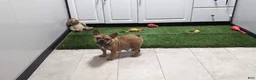 French Bulldog dogs for sale: Autumn  - Ad 4