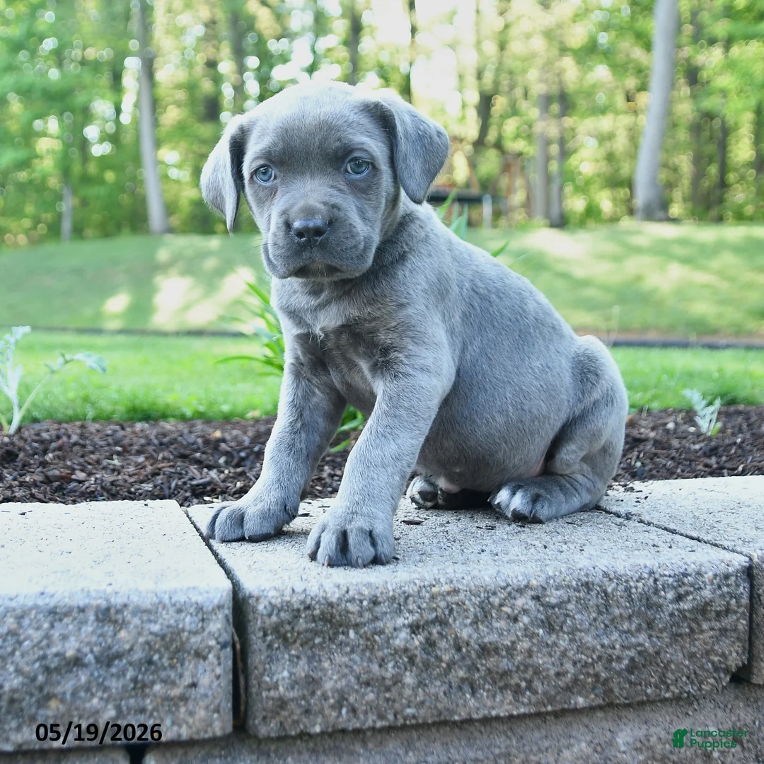 Cane Corso dogs for sale: Annabell Whisper - Ad 1