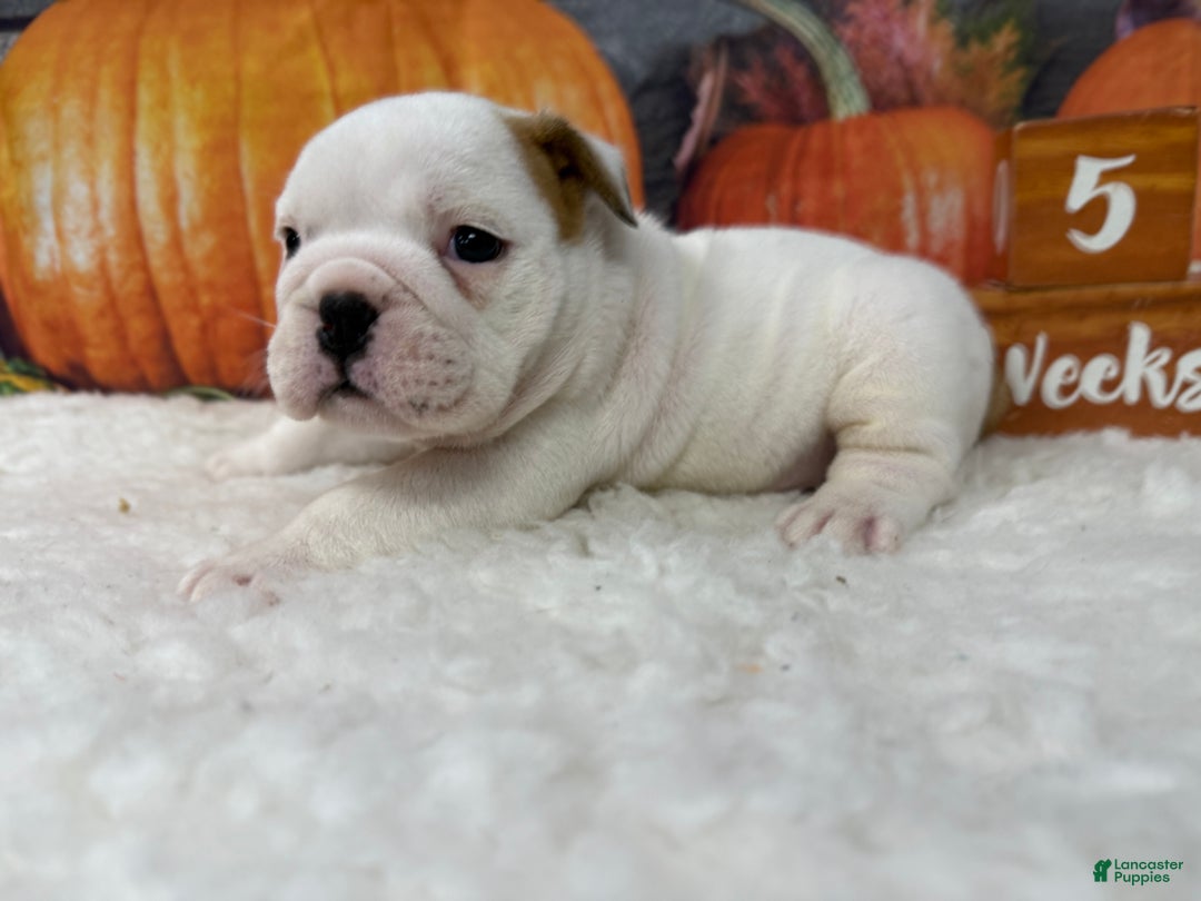 English Bulldog dogs for sale: Rascal - Ad 4