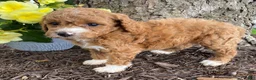 Mini Goldendoodle dogs for sale: Ember- mini/ petite - Ad 3