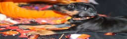Doberman Pinscher dogs for sale: Swiss - Ad 3